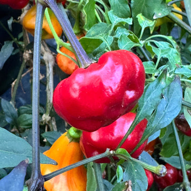 Purple Pumpkin - Seeds - The Pepper Pantry (Formerly Marie Sharp's)